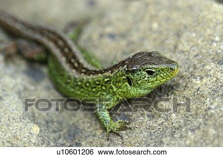 Stock Photograph - Christian, close-up, CLOSE, animals. Fotosearch