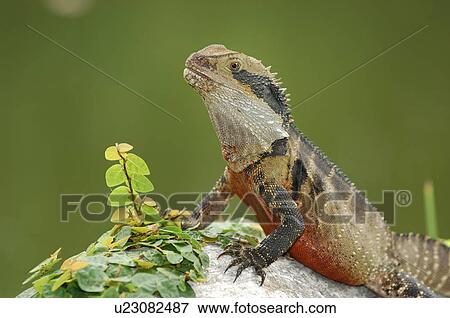 Stock Photo - concinchina, animal, colored, below, Australia, creature, agame. Fotosearch