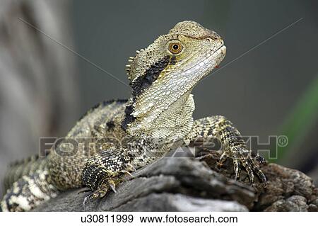 Stock Photo - creature, animal, crawler, Australia, animal protection, exciting, agame. Fotosearch