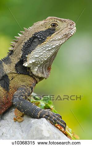 Stock Photography - dragon, animal, creature, concinchina, Australia, huwiler, agame. Fotosearch