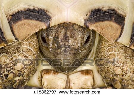 Stock Photo - pet, alfred, brown, CLOSE, close-up. Fotosearch