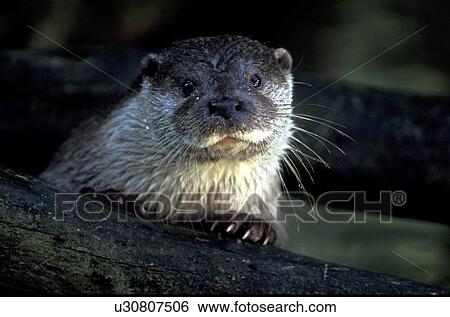 animals, carnivora, body, abenddaemmerung View Large Photo Image Stock Photograph - animals, carnivora, body, abenddaemmerung. Fotosearch