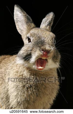 Stock Photography - animals, CLOSE, body, black, alfred. Fotosearch