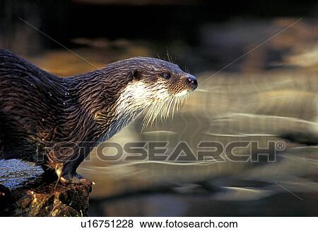 Stock Photo - animals, CLOSE, brown, aichner. Fotosearch