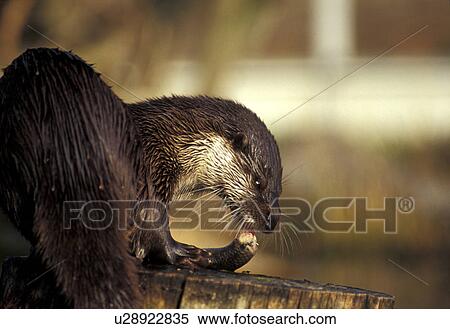 animals, CLOSE, brown, aichner View Large Photo Image Stock Photography - animals, CLOSE, brown, aichner. Fotosearch