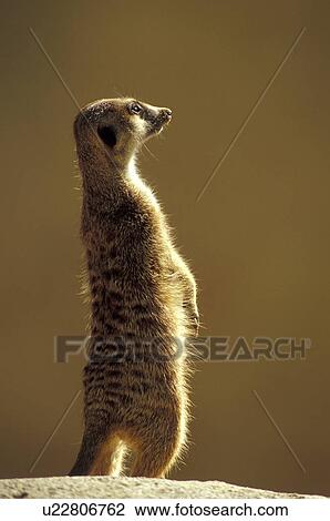 back, backside, back view, animals View Large Photo Image Stock Image - back, backside, back view, animals. Fotosearch