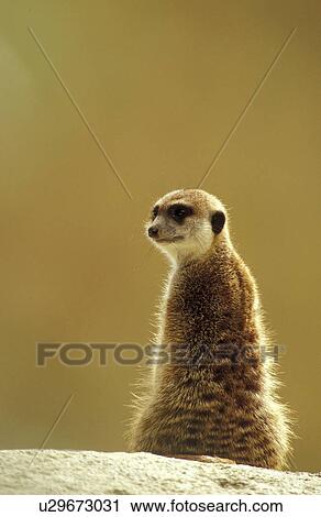 back, brown, backside, back view, animals View Large Photo Image Stock Image - back, brown, backside, back view, animals. Fotosearch