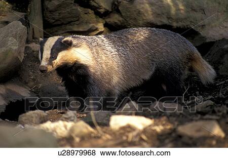 badger, carnivora, brown, animals View Large Photo Image Stock Photo - badger, carnivora, brown, animals. Fotosearch