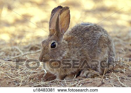 Stock Image - beige, bunny, brown, animals. Fotosearch