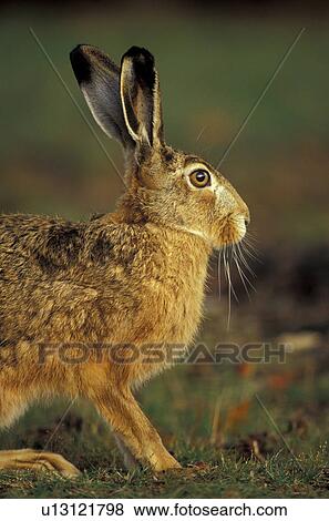 body, brown, animals View Large Photo Image Stock Photo - body, brown, animals. Fotosearch