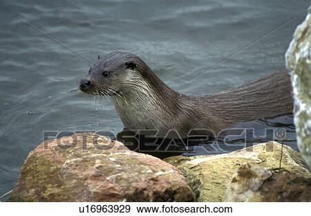 body, carnivora, animals View Large Photo Image Stock Photo - body, carnivora, animals. Fotosearch