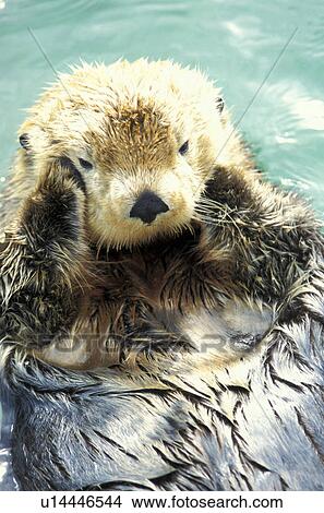 Picture - body, carnivora, brown, animals. Fotosearch