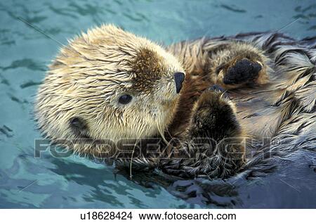 Picture - body, carnivora, brown, animals. Fotosearch