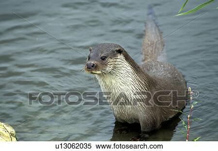 body, carnivore, carnivora, animals View Large Photo Image Stock Photography - body, carnivore, carnivora, animals. Fotosearch