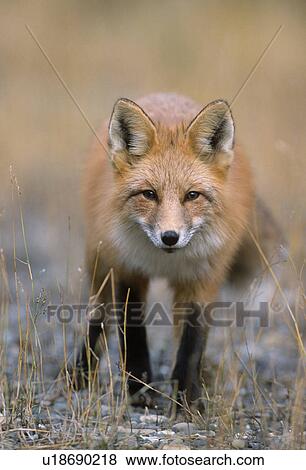 Stock Photo - British, American, animals, animal portrait, animal, Canada, alberta. Fotosearch