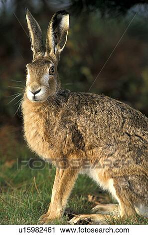 brown, bunny, animals View Large Photo Image Stock Image - brown, bunny, animals. Fotosearch