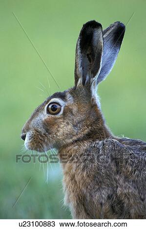 Stock Image - brown, bunny, animals. Fotosearch