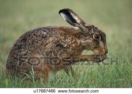 brown, bunny, animals View Large Photo Image Stock Photograph - brown, bunny, animals. Fotosearch