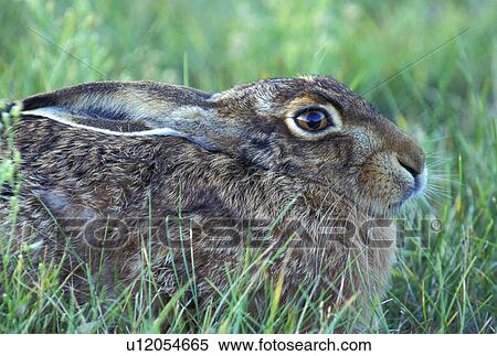 brown, bunny, animals View Large Photo Image Stock Photography - brown, bunny, animals. Fotosearch