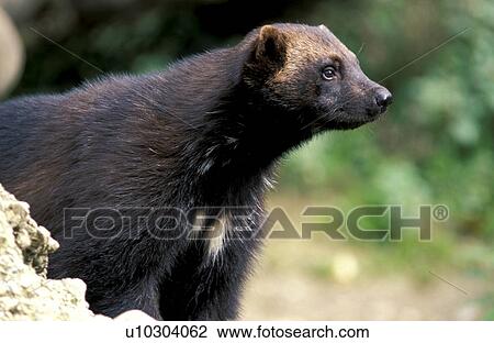 brown, carnivore, carnivora, animals View Large Photo Image Stock Image - brown, carnivore, carnivora, animals. Fotosearch