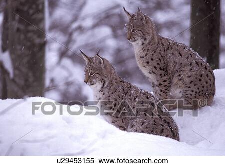 brown, carnivore, carnivora, animals View Large Photo Image Stock Photography - brown, carnivore, carnivora, animals. Fotosearch