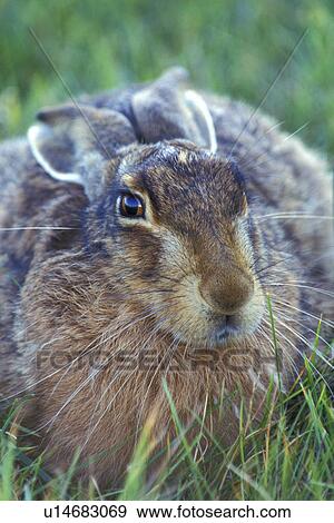 brown, Christian, bunny, animals View Large Photo Image Stock Photo - brown, Christian, bunny, animals. Fotosearch