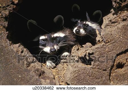 Stock Image - brown, coat, Christian, animals. Fotosearch