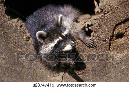 brown, coat, Christian, animals View Large Photo Image Stock Photography - brown, coat, Christian, animals. Fotosearch