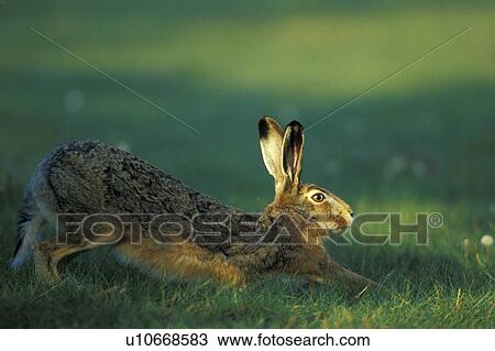 Stock Image - bunny, Christian, animals. Fotosearch