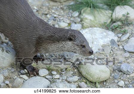 canton, carnivore, fischotter, huwiler, lutra, marten, otter View Large Photo Image Stock Photography - canton, carnivore, fischotter, huwiler, lutra, marten, otter. Fotosearch