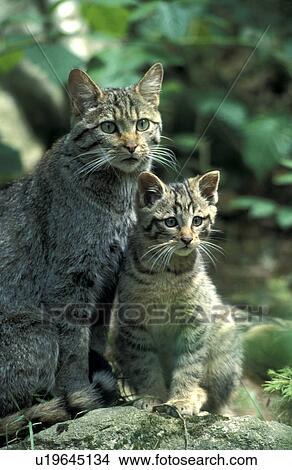 carnivora, cat, carnivore, animals View Large Photo Image Picture - carnivora, cat, carnivore, animals. Fotosearch