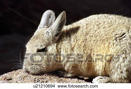 ears, andina, Bolivia, avaroa, animal, Andes View Large Photo Image Picture - ears, andina, Bolivia, avaroa, animal, Andes. Fotosearch