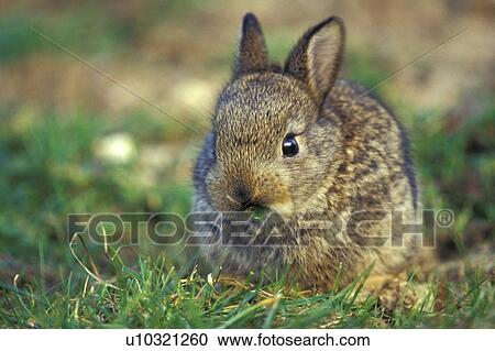 erde, animals, brown, bunny View Large Photo Image Stock Image - erde, animals, brown, bunny. Fotosearch