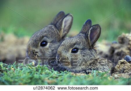 erde, animals, brown, bunny View Large Photo Image Stock Image - erde, animals, brown, bunny. Fotosearch