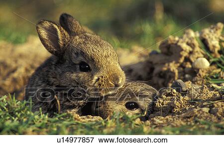 erde, animals, brown, bunny View Large Photo Image Stock Photo - erde, animals, brown, bunny. Fotosearch