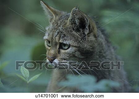 Stock Image - European wildcat, portrait, felis, cat, carnivore, carnivores, cats. Fotosearch