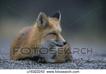Stock Image - foxes, red fox, sorrel, American, resting, repose, vulpes. Fotosearch