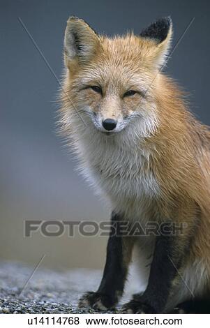 Stock Photo - foxes, red fox, sorrel, American, vulpes, Canada, carnivore. Fotosearch