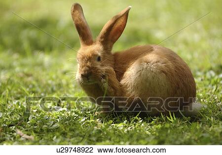 Stock Image - freedom, bunny, fodder, feeding, eat, frsh, Austria. Fotosearch