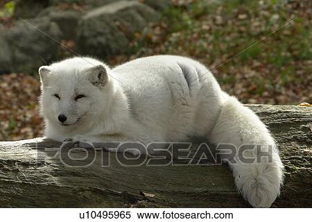 fur, coat, skin, pelt, winter, wintertime, fox View Large Photo Image Stock Photography - fur, coat, skin, pelt, winter, wintertime, fox. Fotosearch