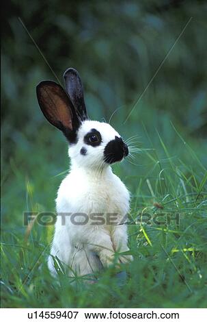 Stock Photo - pet, animals, black, bunny. Fotosearch