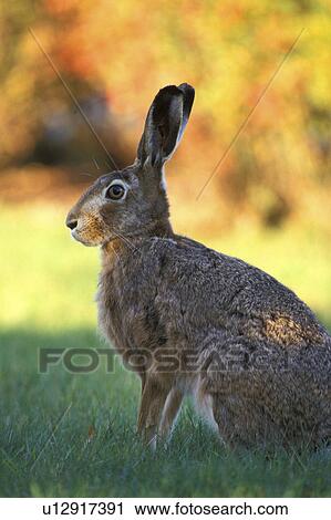 rasen, animals, brown, bunny View Large Photo Image Stock Image - rasen, animals, brown, bunny. Fotosearch