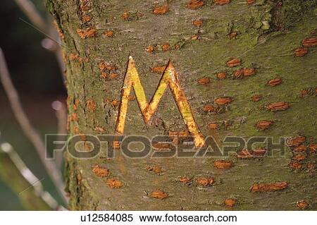 buchstabe, alexandra, bark, buss, carved, engraved View Large Photo Image Stock Photography - buchstabe, alexandra, bark, buss, carved, engraved. Fotosearch