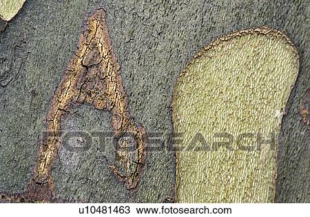 Stock Image - buchstabe, austria, bark, calf, carved, eternalized, indication. Fotosearch