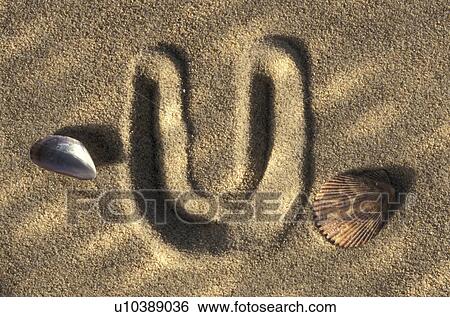 Stock Photograph - schriftzeichen, buchstabe, alphabetic, beige, Bernhard, bivalvia. Fotosearch