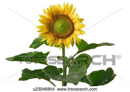 Picture - alfred, flower, blossom, bloom, abloom. Fotosearch