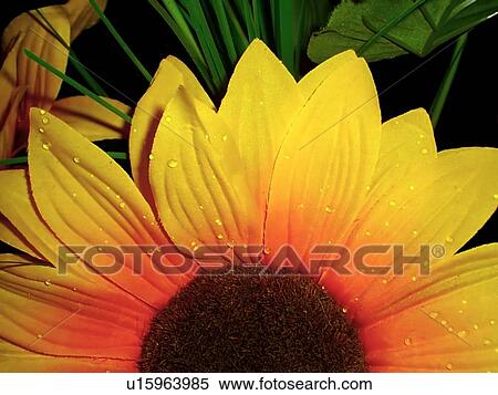 background, beautiful, beauty, blooming, blossom, botanical, botany View Large Photo Image Stock Photography - background, beautiful, beauty, blooming, blossom, botanical, botany. Fotosearch