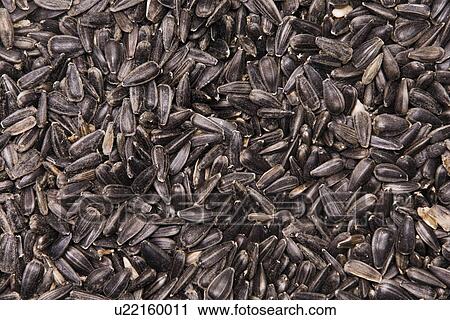backgrounds, agroindustry, background, alternative cultivation, alfred, agriculture View Large Photo Image Stock Image - backgrounds, agroindustry, background, alternative cultivation, alfred, agriculture. Fotosearch