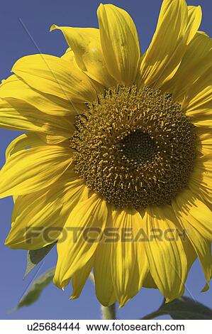 Picture - birdfeed, bloom, blossom, blue, Compositae, core. Fotosearch