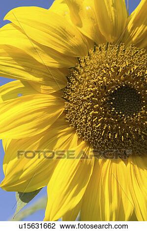 Stock Image - birdfeed, bloom, blossom, blue, Compositae, core. Fotosearch